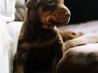 Irk Garantili Safkan Doberman Yavrular