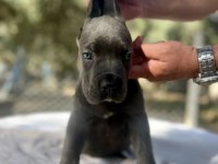 Muhteşem Cane Corso Yavrularımız