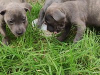 Dev adayı Irk ve sağlık garantili cane corso bebeklerimiz