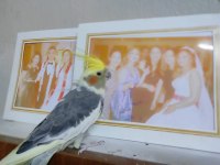 Sultan papağanı yavru