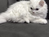 Uygun British Longhair