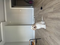 8 aylık maltipoo ücretsiz sahiplendirme