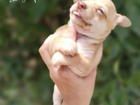Chihuahua yavrumuz yeni yuvasını arıyor