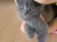 3 aylık british shorthair gri yavru