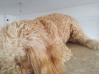 Aprikot Dişi 8 Aylık Poodle