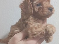 Maltipoo Yavrular