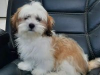 Shih Tzu Bebekleri Yeni Ailesine Gitmeye Hazır