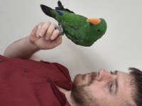 Evcilikte sınır yok eclectus papağanımız