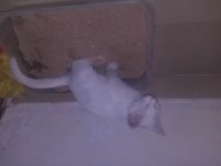 3 AYLIK DİŞİ ANKARA KEDİSİ MELEZİ HENÜZ AŞILARI YAPILMADI
