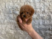 Oyuncaktan farksız poodle köpeğimiz