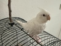 Albino sultan papağanı