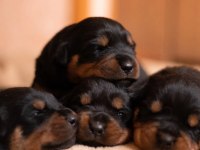 rottweiler yavrularımız