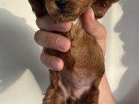 Orijinal kore toy poodle müthiş kalite