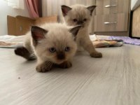 4 british shorthair yavrumuz