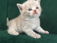 erkek blue golden british shorthair