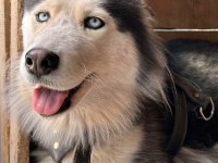 Husky köpeğimize acil yuva aranıyor