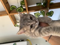 Gri beyaz dişi british shorthair