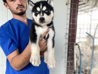 Üst Kalite Husky Yavrular