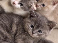 Çok Tatlı British Shorthair Yavrularım