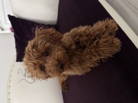 Toy poodle erkek yavru 7 aylık