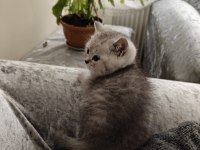 British shorthair erkek yavru