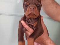 Üst Düzeyde A Şecere A Kalite Doberman