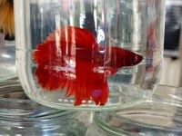 Betta Balığımız