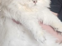 Show kalite pofuduk yakışıklı british longhair oğlumuz