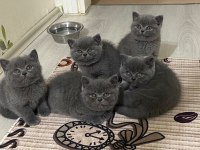 Evcil kedim british shorthair