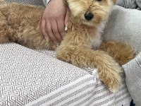 İş durumumdan dolayı acil maltipoo