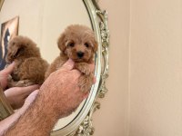Tatlı Mınık Köpekler