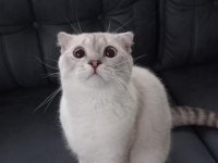 Scottish fold