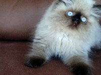 Şecere (Soy) belgeli persian (iran) erkek yavru