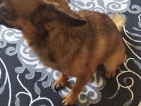 Canım chihuahua köpeğim