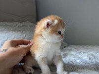 British shorthair golden full şecereli yavru