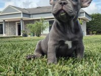 Benzersiz Güzellikte French Bulldog Yavruları