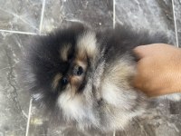 Orjinal ayı surat tilki surat pomeranian boo bebekler