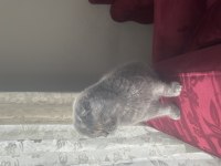Scottish fold adana içine verilir