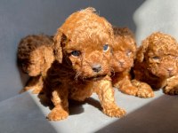 KORE RED BROWN TOY POODLE
