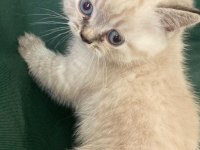 British longhair ve british shorthair yavru kediler