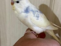 30 GÜNLÜK KONUŞTURMALIK MUHABBET KUŞU BEBEK