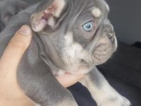 Mavi Gözlü French Bulldog Yavrular