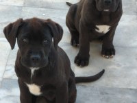 Cane corso köpeği