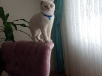 Scottish fold blue point