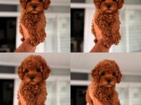 Mersin Toy Poodle Orjinal Yavrular