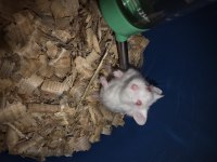 Yavru Gonzales hamster