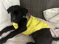 DİŞİ CANE CORSO YETİŞKİN