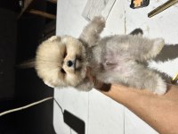 Ayı surat garantili pomeranian