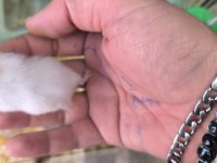 Yavru Yetişkin Suriye Hamsterlari Asla Isırmaz