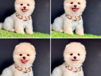 Güzeller Güzeli Pomeranian Yavrularımız